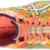 Asics Gel-noosa Tri 11 Damen Laufschuhe -